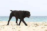CANE CORSO 657